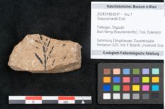 Foto (Objekt + Etikett) von Sequoia hardtii Endl. (NHMW-GEO-2024-0188-8247)